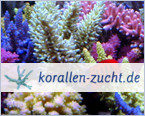 Korallen-zucht.de